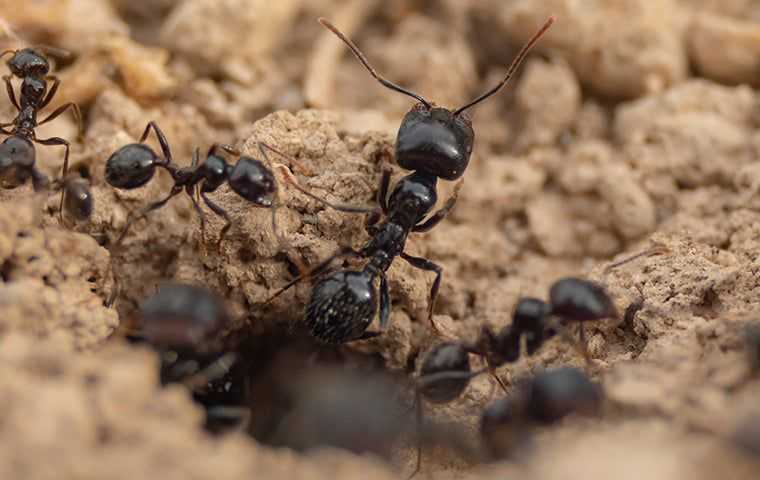 ants crawling on ground