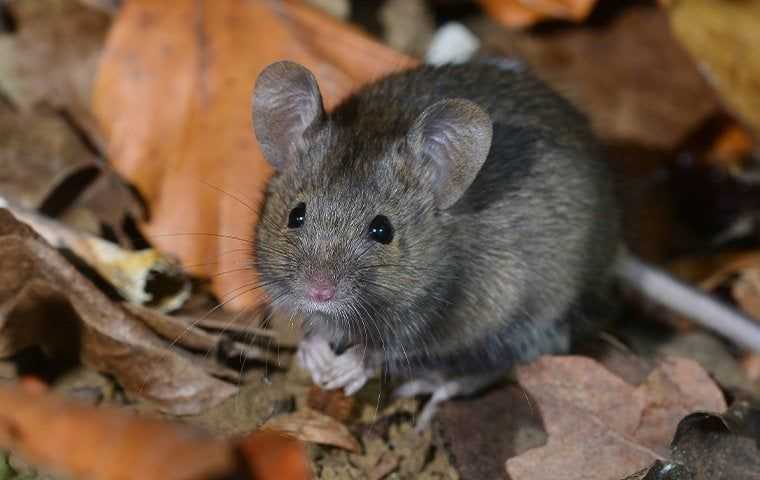 mouse up close